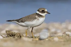 Ringed Plovers Prints: Ringed Plover
