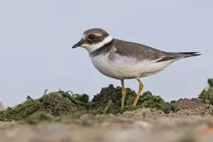 Ringed Plovers Prints: Ringed Plover