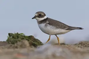Ringed Plovers Prints: Ringed Plover