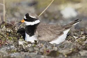 Low Perspective Prints: Ringed Plover
