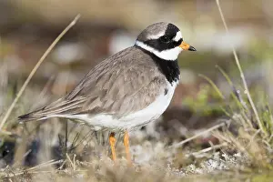 Ringed Plovers Prints: Ringed Plover