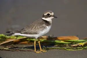 Shorebirds Prints: Ringed Plover
