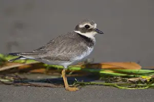 Shorebirds Prints: Ringed Plover