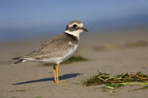 Shorebirds Prints: Ringed Plover