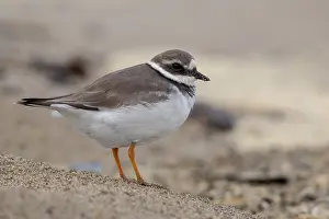 Shorebirds Prints: Ringed Plover