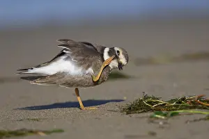 Shorebirds Prints: Ringed Plover
