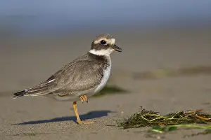 Shorebirds Prints: Ringed Plover
