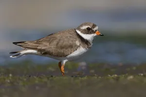 Ringed Plovers Prints: Ringed Plover, Charadrius dubius