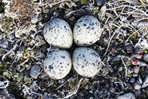 Ringed Plovers Prints: Ringed Plover Eggs