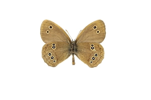 Images Dated 17th March 2021: Ringlet, Aphantopus hyperantus