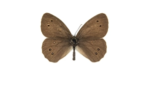 Images Dated 17th March 2021: Ringlet, Aphantopus hyperantus