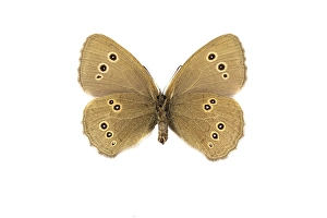 Images Dated 17th March 2021: Ringlet, Aphantopus hyperantus