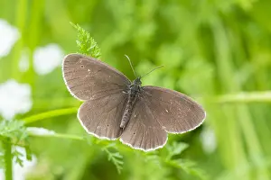 Images Dated 9th July 2015: Ringlet, Aphantopus hyperantus