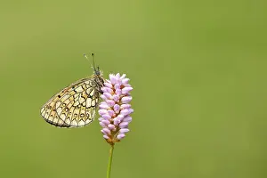 Grasland Prints: Ringoogparelmoervlinder, Bog Fritillary, Boloria eunomia