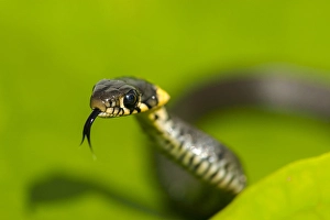 Flora En Faunawet Prints: Ringslang, European Grass Snake, Natrix natrix