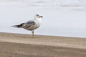 Meeuw Prints: Ringsnavelmeeuw, Ring-billed Gull, Larus delawarensis