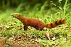 Mongoose Prints: Ringstaartmangoest, Ring-tailed mongoose, Galidia elegans
