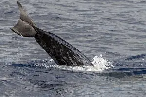 Grijze Prints: Risso's Dolphin, Grijze Dolfijn, Grampus griseus