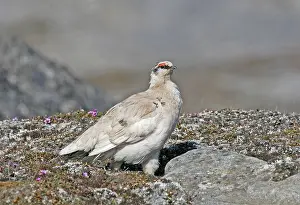 Images Dated 22nd June 2005: Rock Ptarmigan (hyperborea), Lagopus muta hyperborea