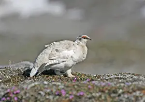 Images Dated 22nd June 2005: Rock Ptarmigan (hyperborea), Lagopus muta hyperborea
