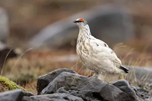 Images Dated 26th May 2022: Rock Ptarmigan, Lagopus muta islandorum