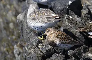2011 Prints: Rock Sandpiper, Calidris ptilocnemis