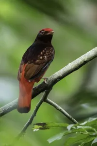 Cotinga Prints: Rode Cotinga, Guianan Red-Cotinga, Phoenicircus carnifex