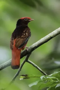 Cotinga Prints: Rode Cotinga, Guianan Red-Cotinga, Phoenicircus carnifex