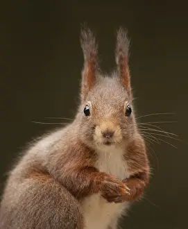 Images Dated 28th March 2009: Rode Eekhoorn, Red Squirrel, Sciurus vulgaris
