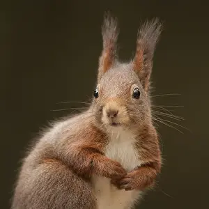 Images Dated 28th March 2009: Rode Eekhoorn, Red Squirrel, Sciurus vulgaris