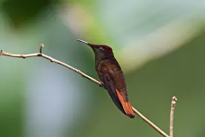 Images Dated 13th December 2007: Rode Kolibrie, Ruby topaz Hummingbird, Chrysolampis mosquitus