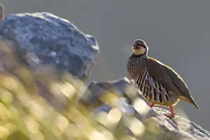 Images Dated 10th April 2014: Rode Patrijs; Red-legged Partridge; Alectoris rufa