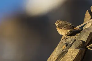 Rotslijster Prints: Rode Rotslijster, Common Rock Thrush, Monticola saxatilis