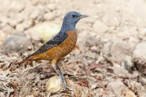 Rotslijster Prints: Rode Rotslijster, Rufous-tailed Rock Thrush, Monticola saxatilis