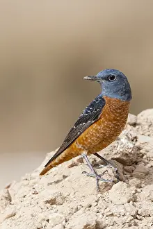Rotslijster Prints: Rode Rotslijster, Rufous-tailed Rock Thrush, Monticola saxatilis