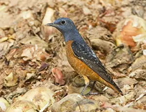 Rotslijster Prints: Rode Rotslijster, Rufous-tailed Rock Thrush, Monticola saxatilis