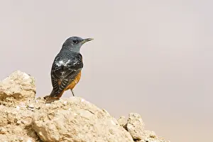 Rotslijster Prints: Rode Rotslijster, Rufous-tailed Rock Thrush, Monticola saxatilis