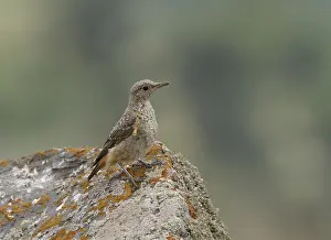 Rotslijster Prints: Rode Rotslijster, Rufous-tailed Rock Thrush, Monticola saxatilis