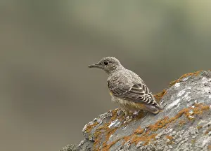 Rotslijster Prints: Rode Rotslijster, Rufous-tailed Rock Thrush, Monticola saxatilis