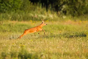 Images Dated 5th August 2020: Roe Deer