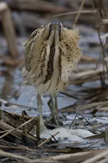 Images Dated 22nd February 2008: Roerdomp; Botaurus stellaris; Great Bittern; Rohrdommel; Butor e