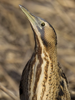 Images Dated 4th February 2011: Roerdomp, Eurasian Bittern, Botaurus stellaris