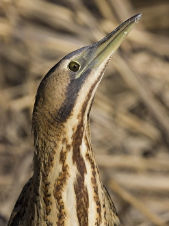 Images Dated 4th February 2011: Roerdomp, Eurasian Bittern, Botaurus stellaris
