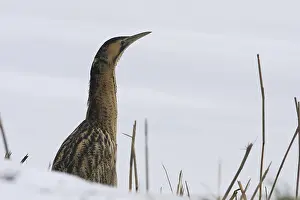 Roerdomp Prints: Roerdomp, Eurasian Bittern, Botaurus stellaris