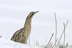 Roerdomp Prints: Roerdomp, Eurasian Bittern, Botaurus stellaris