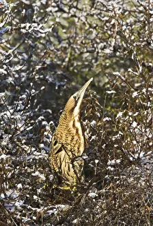 Images Dated 30th January 2010: Roerdomp, Eurasian Bittern, Botaurus stellaris