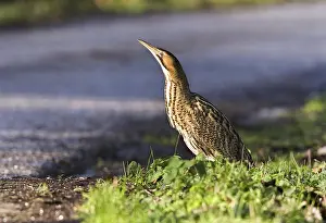 Roerdomp Prints: Roerdomp, Eurasian Bittern, Botaurus stellaris
