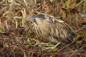 Schutkleur Prints: Roerdomp, Eurasian Bittern, Botaurus stellaris