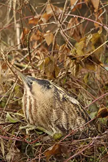 Schutkleur Prints: Roerdomp, Eurasian Bittern, Botaurus stellaris
