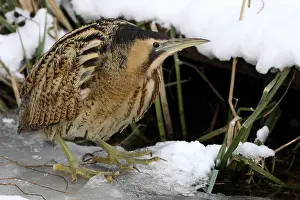 Schutkleur Prints: Roerdomp, Eurasian Bittern, Botaurus stellaris